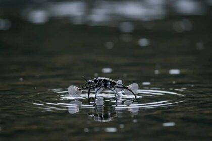 rhagobot : robot inspiré d’insectes